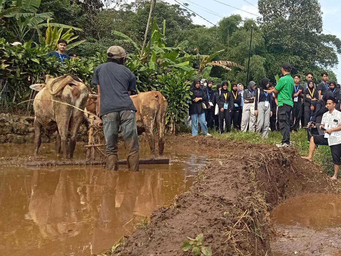 Bajak sawah dan tanam padi