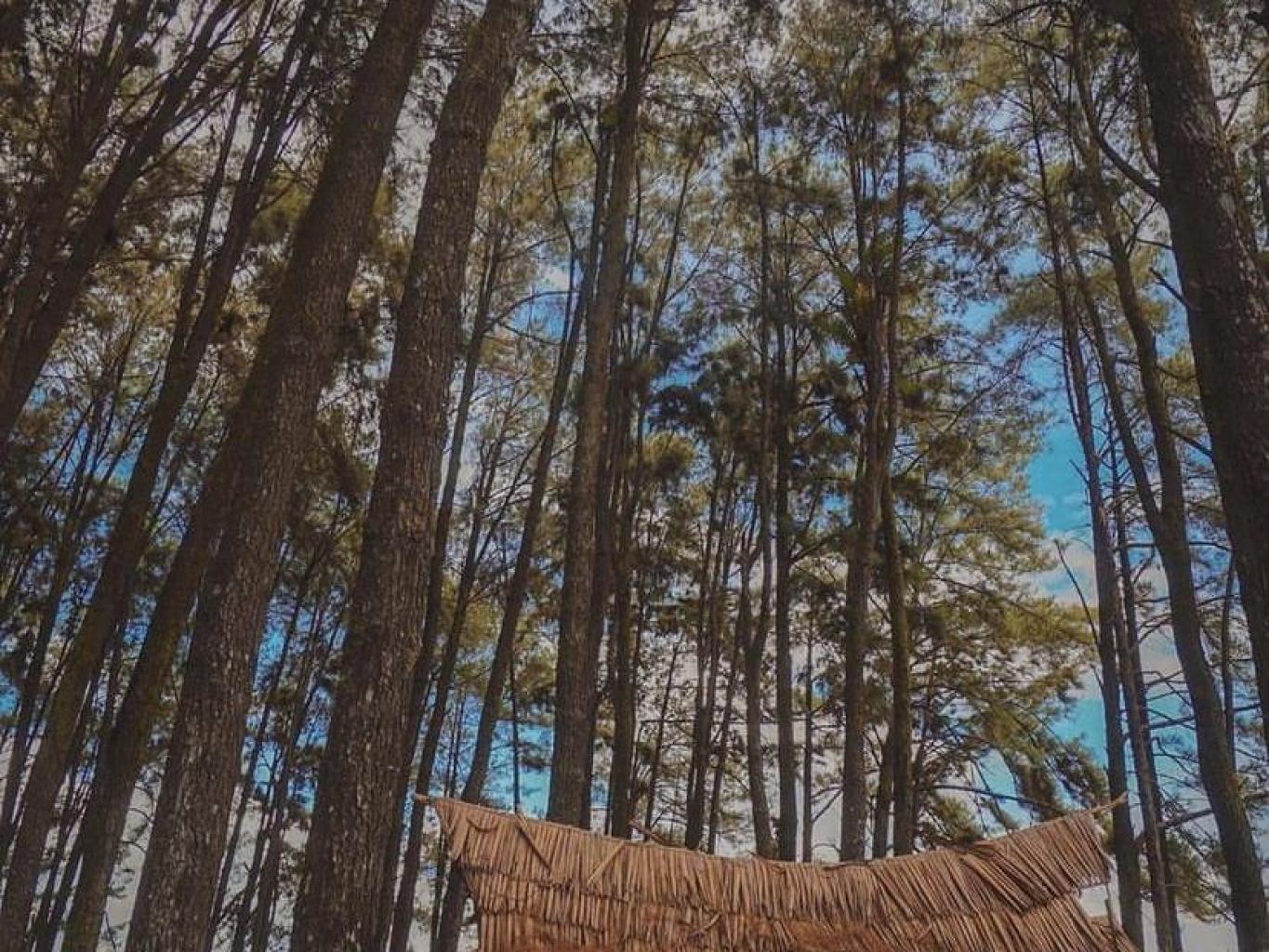 Pulau Pinus II