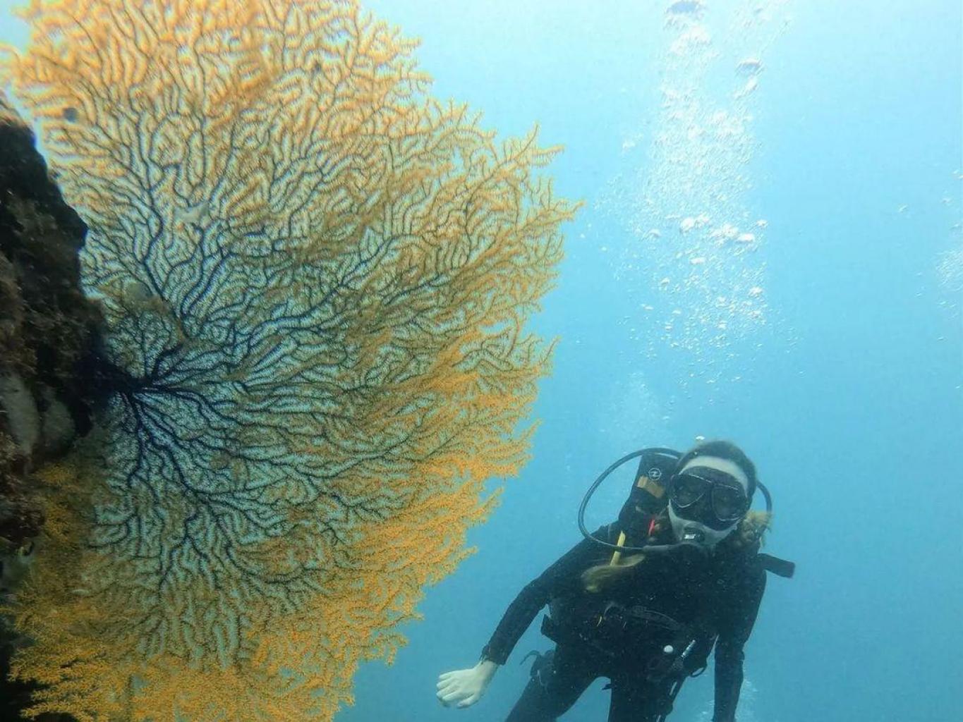 Wisata Selam Bawah Laut