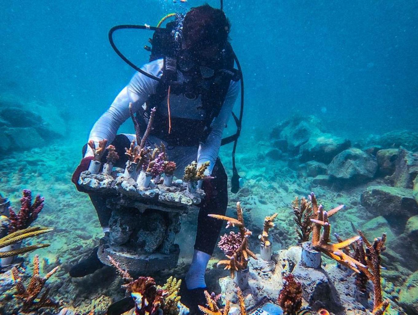 Wisata Transplantasi Karang