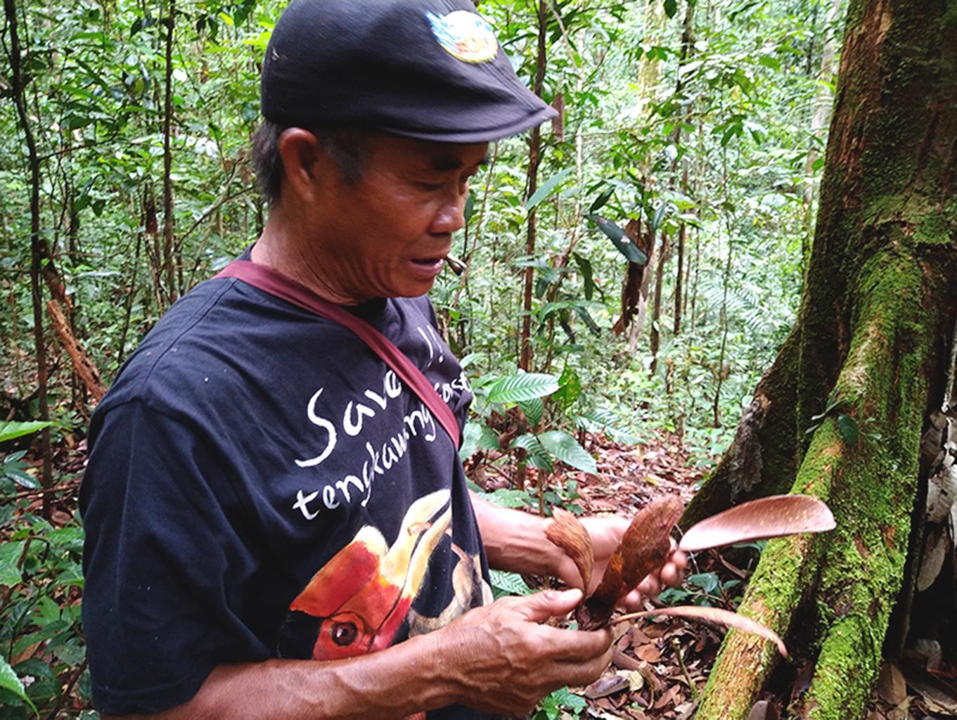 NAJO BUAH TENGKAWANG 