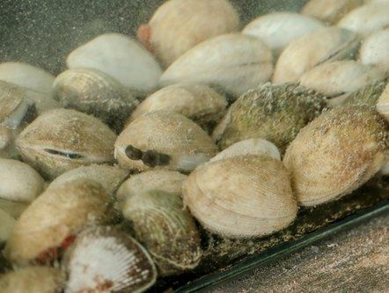 kerang