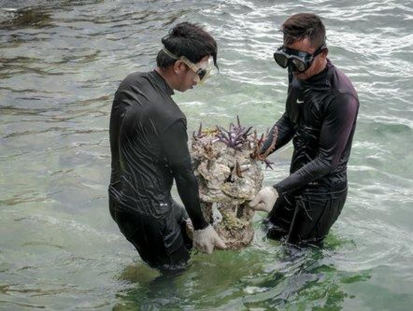 Penanaman terumbu karang pulau Pramuka 