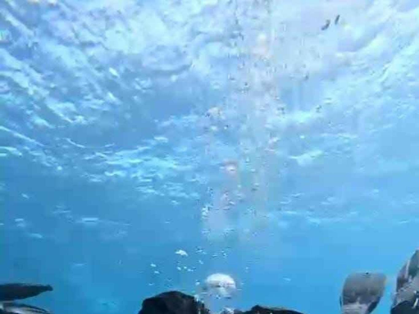 Wisata Diving