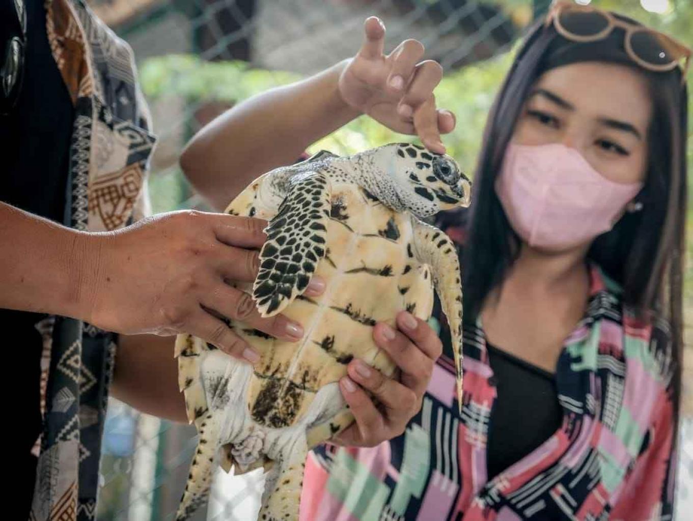 Penangkaran Penyu/Tukik