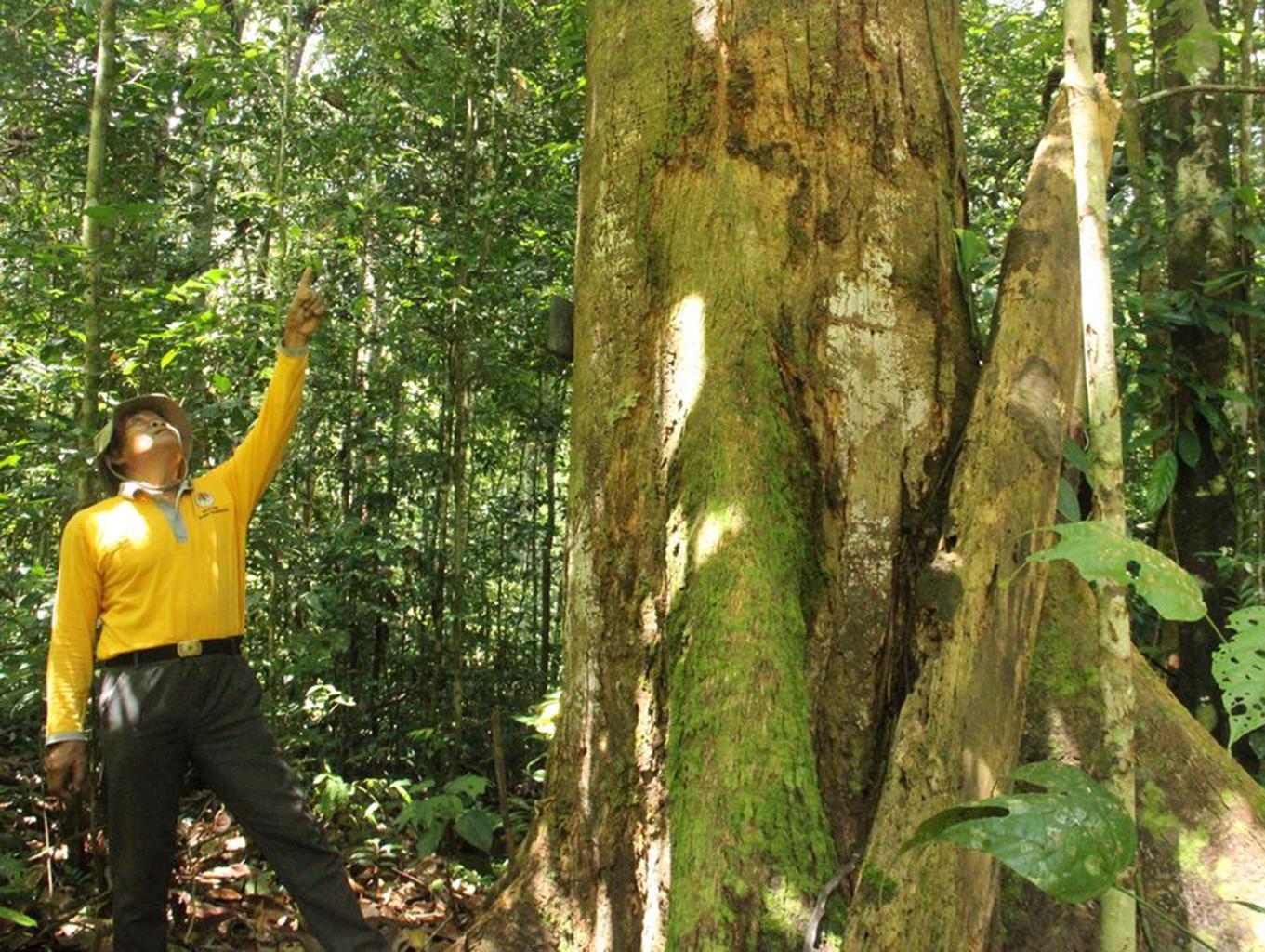 PAKET WISATA JELAJAH HUTAN ADAT PIKUL PANGAJID  2H-1M 