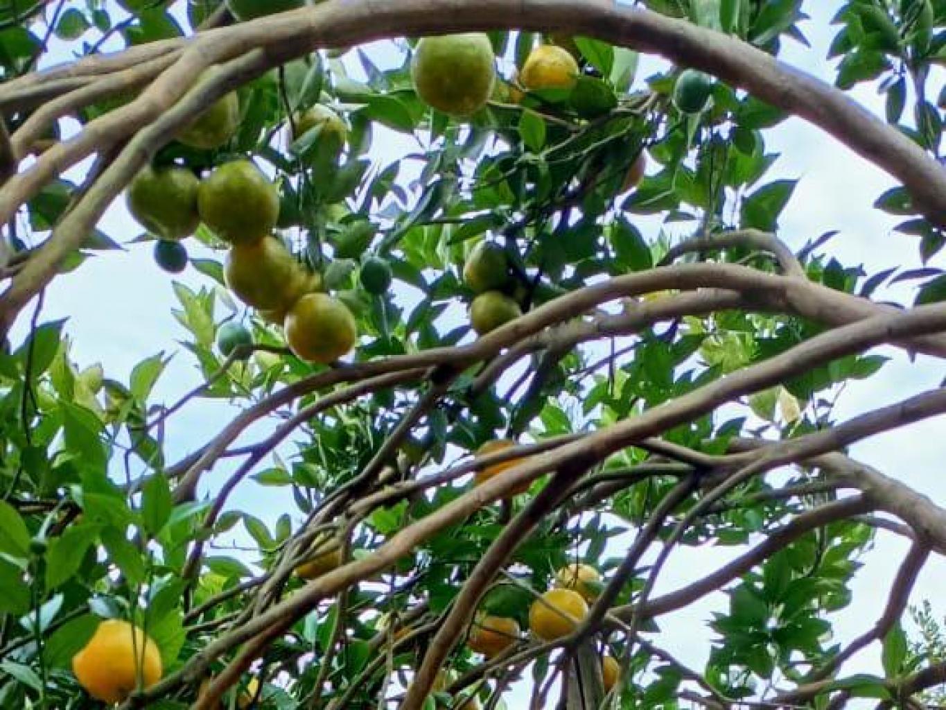 Kebun jeruk