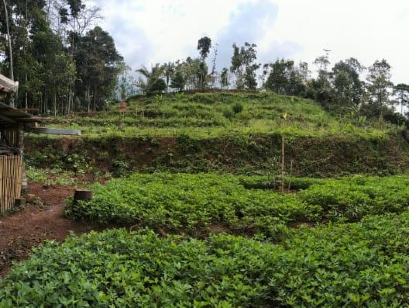 Agrowisata Perkebunan Durian Buleneng