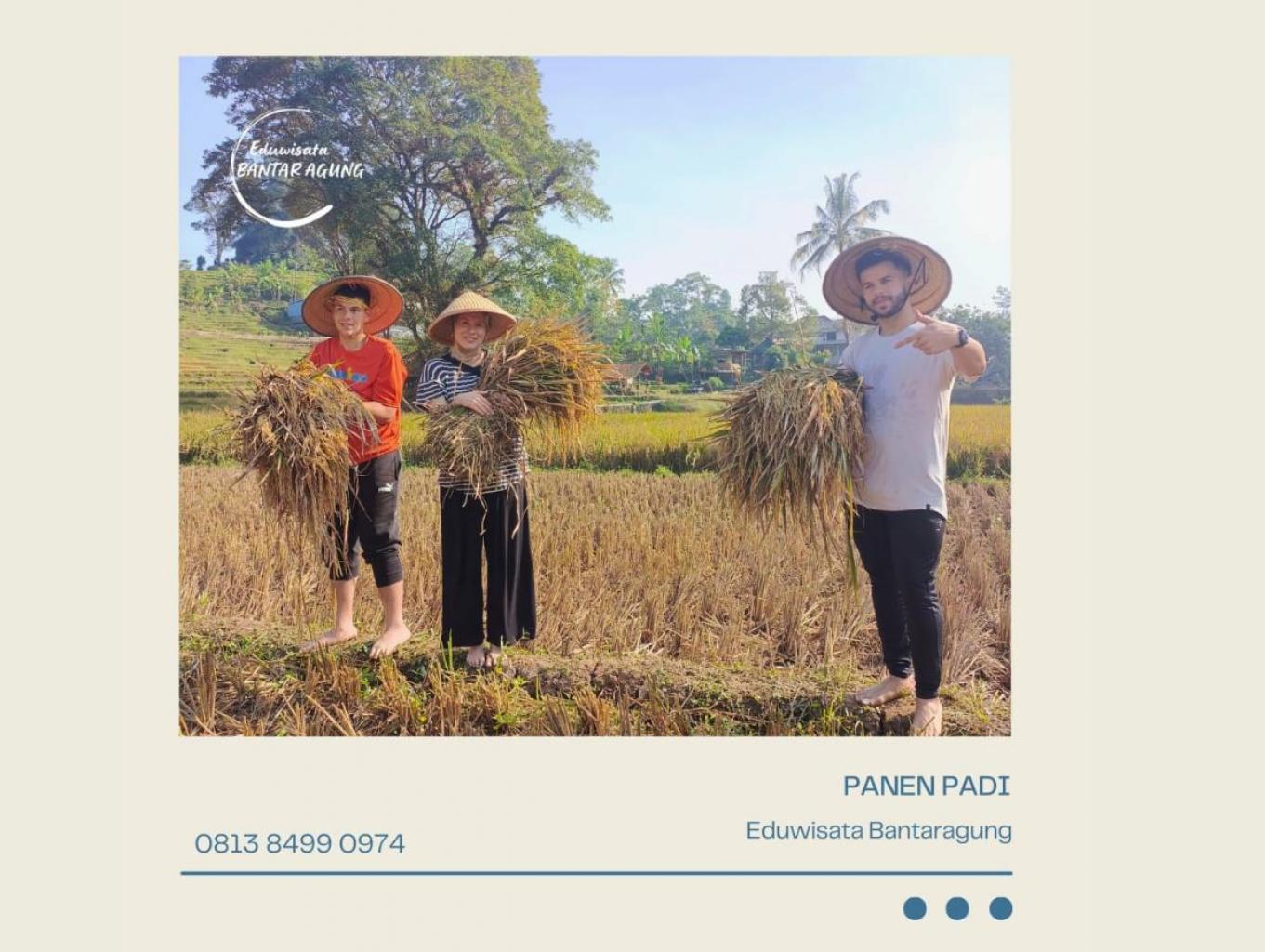 Panen Padi