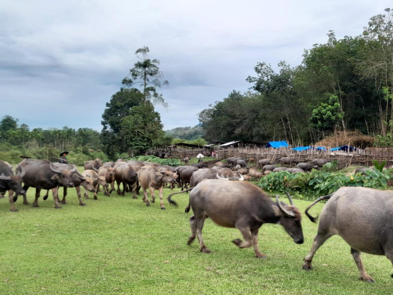 Peternakan Tradisional Sobuang Kopu