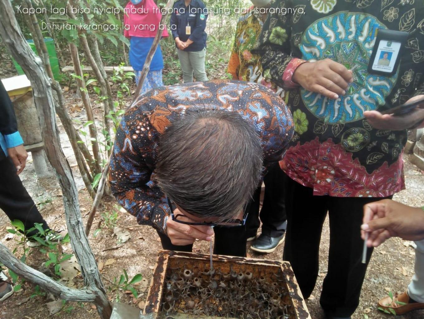 Panen Madu Trigona Langsung Dari Sarang