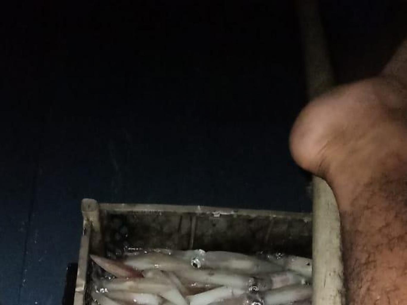 Mancing Cumi