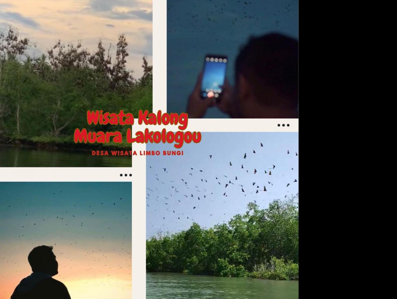 Wisata Kalong Muara Lakologu