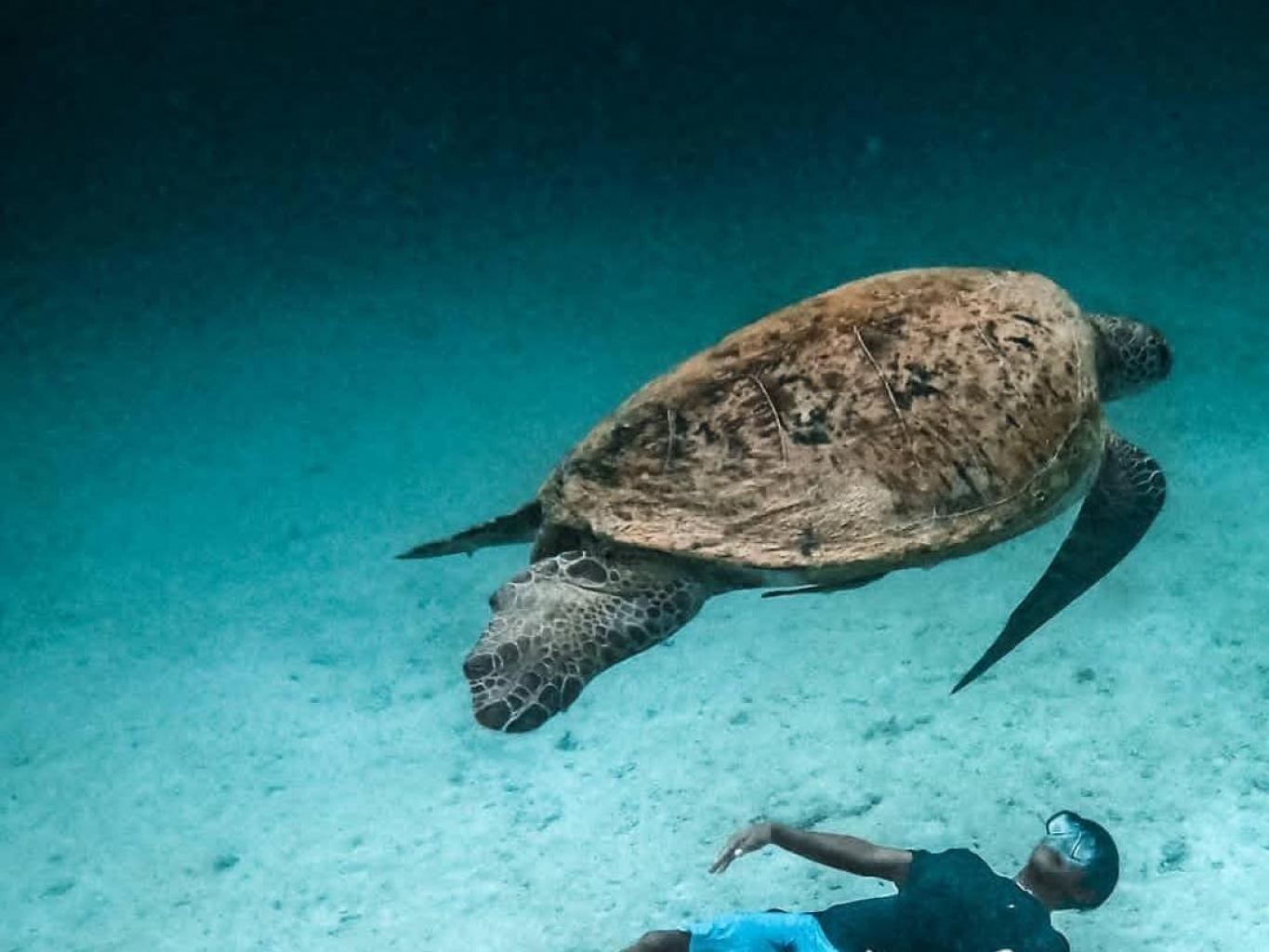 ataraksi berenang bersama penyu hijau 