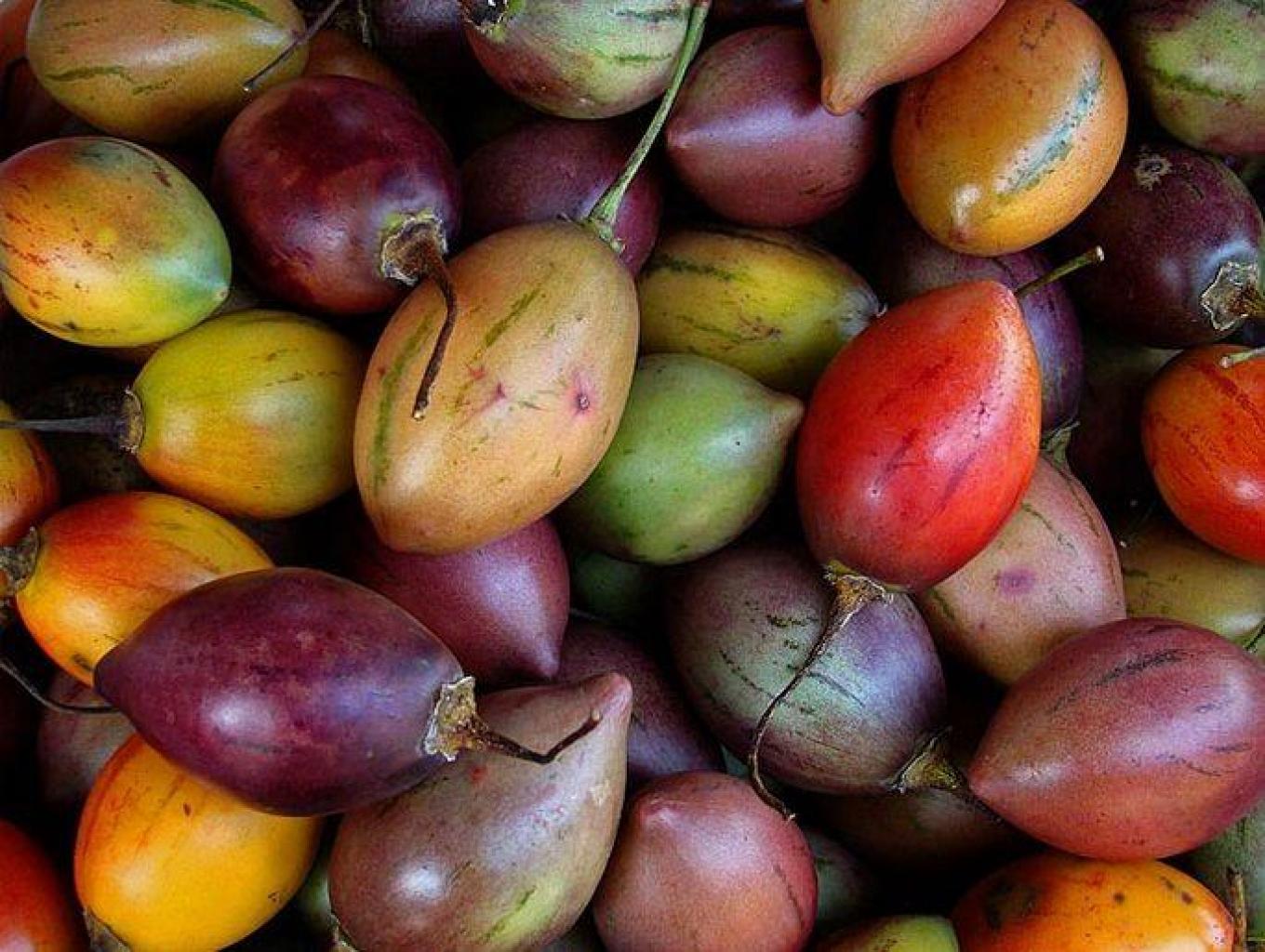 DODOL TERONG BELANDA