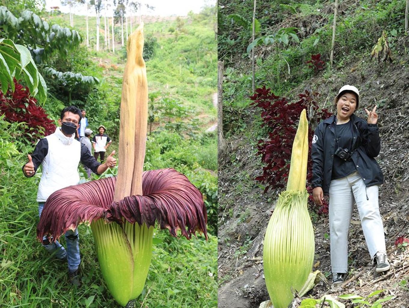 Mengamati bunga bangkai di Desa Wisata Nagata