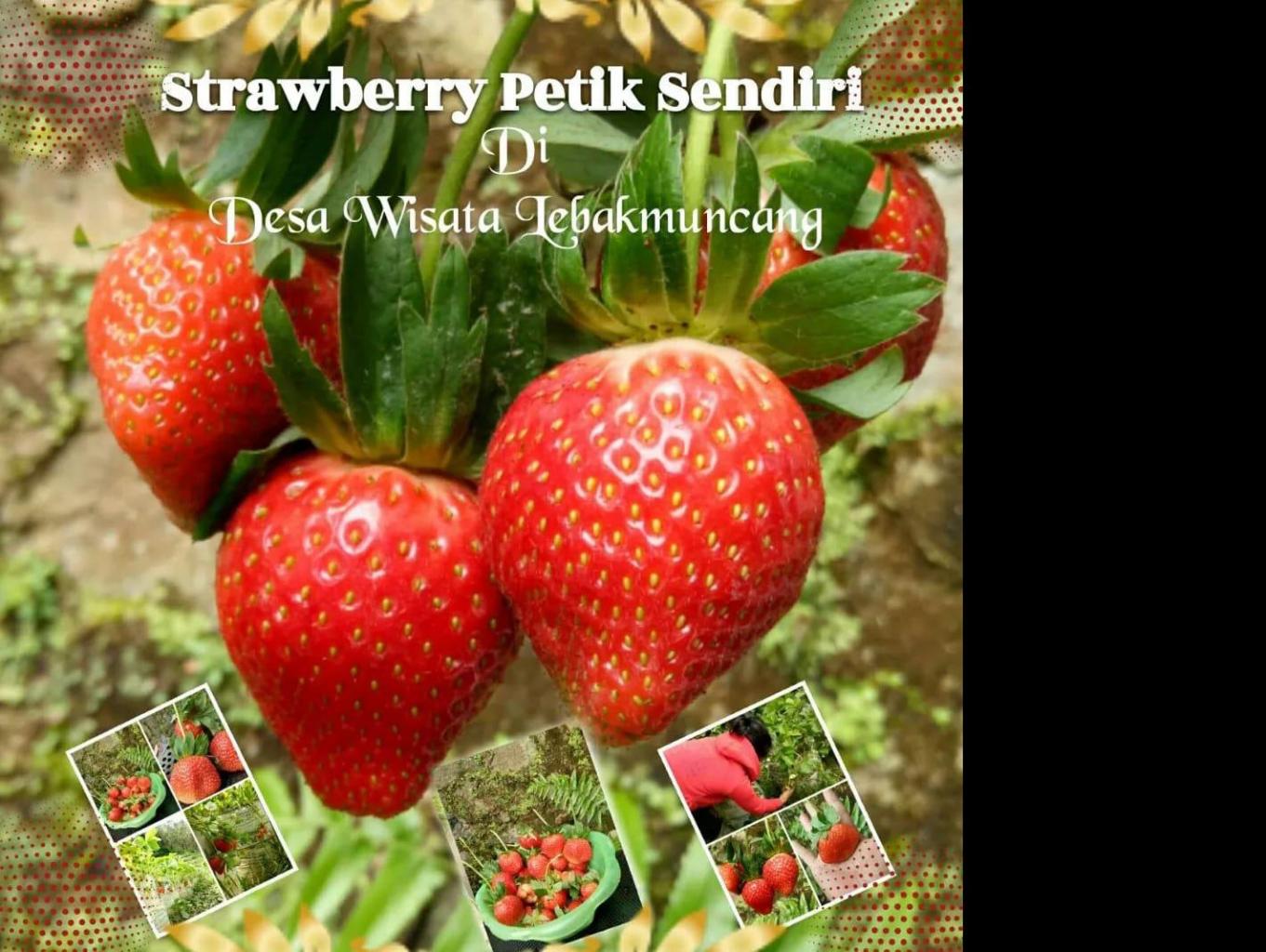 Petik Strawberry