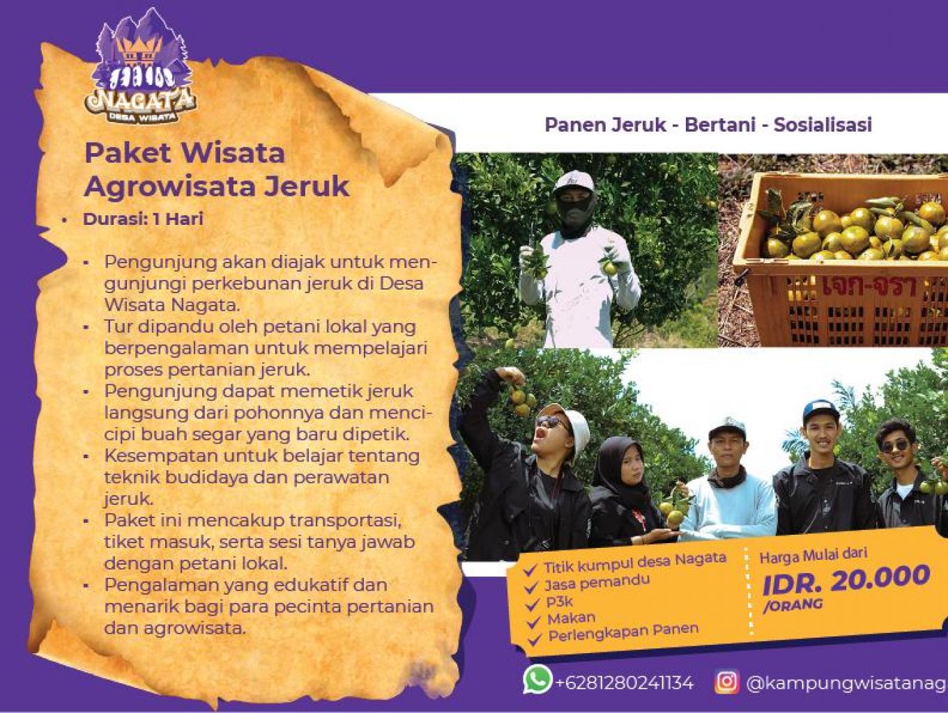 Pengalaman memanen jeruk dan bertani jeruk di Desa Wisata Nagata 