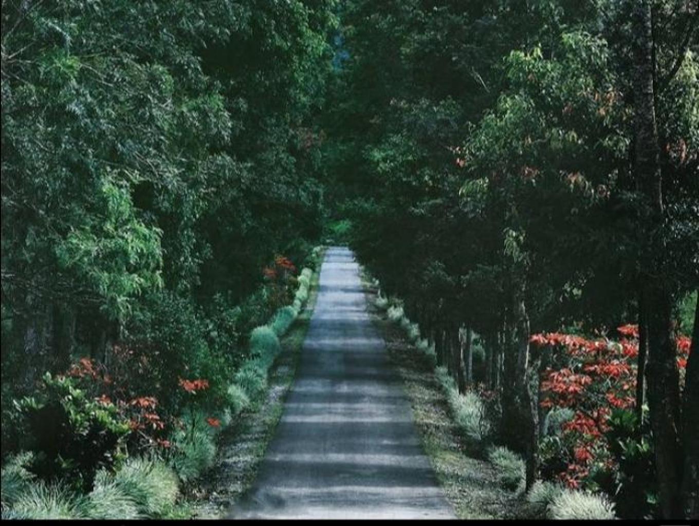 Jalan luruih Kebun teh kayu jao