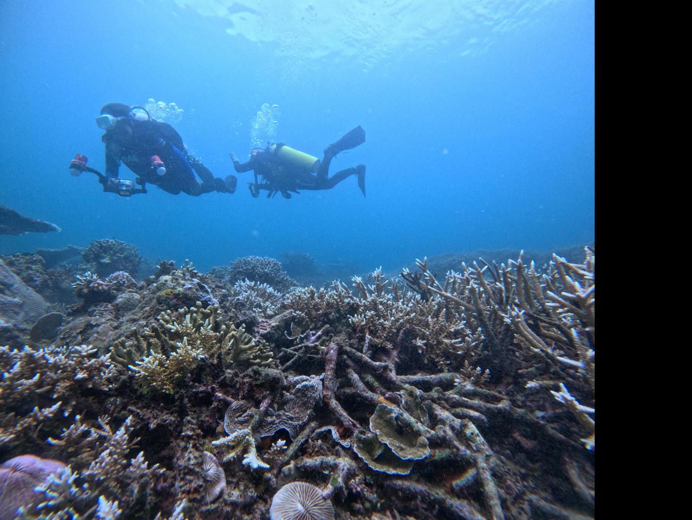 Diving 