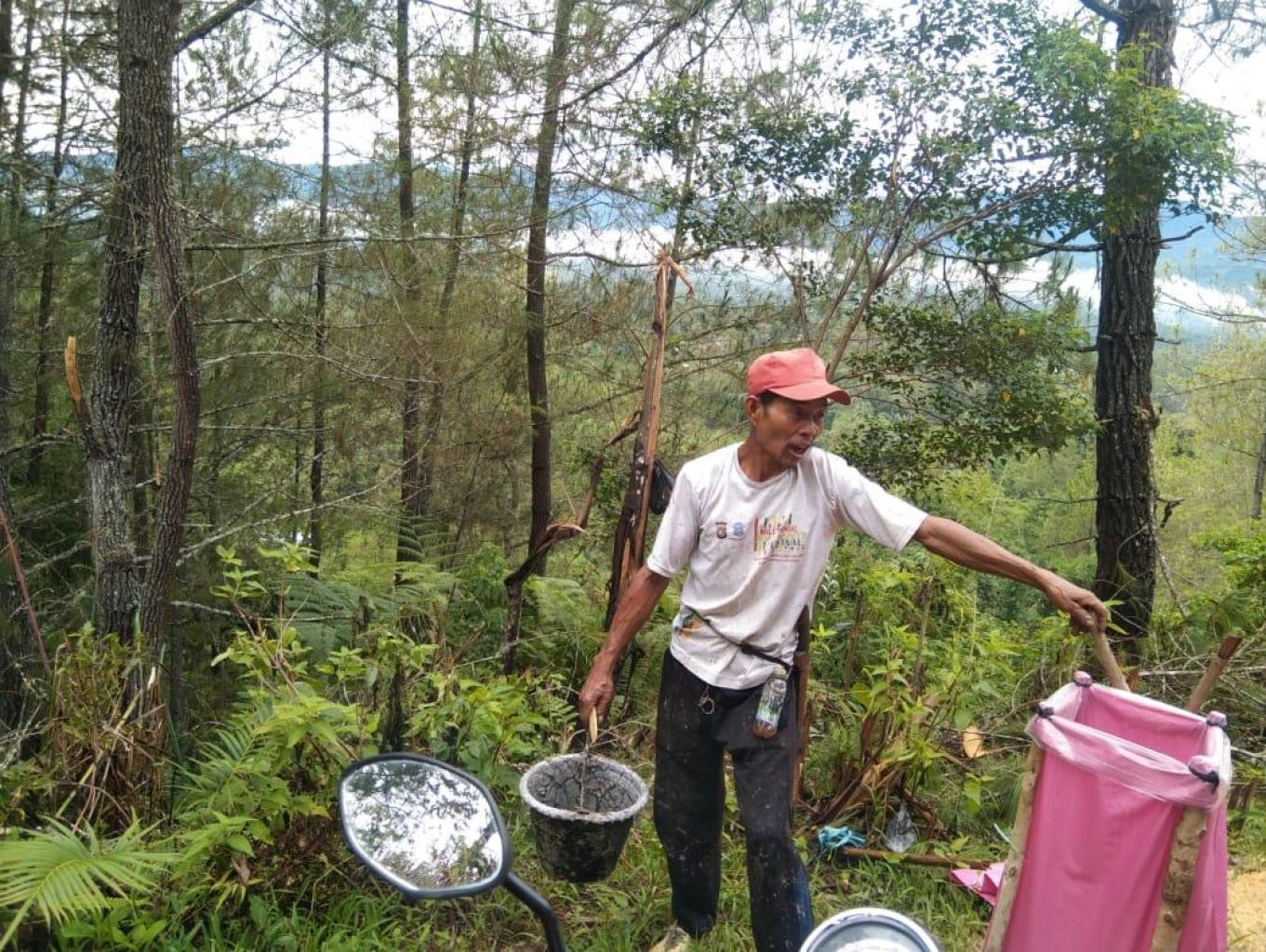 sadap getah pinus