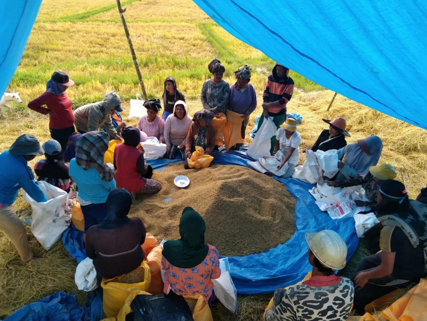 panen hasil pertanian sawah