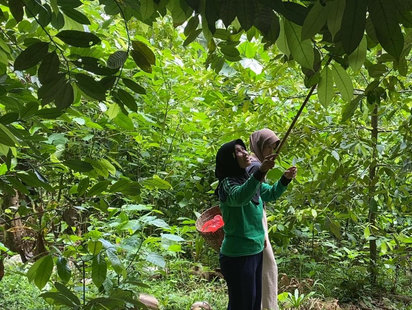 Atraksi Berkebun