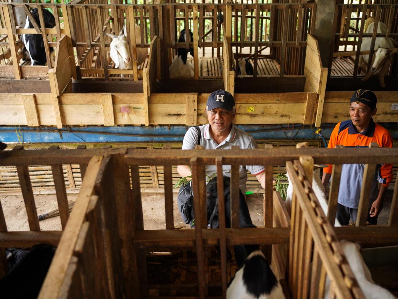 Edukasi Peternakan Kambing