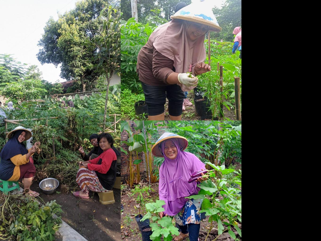 Belajar bercocok tanam perkotaan 