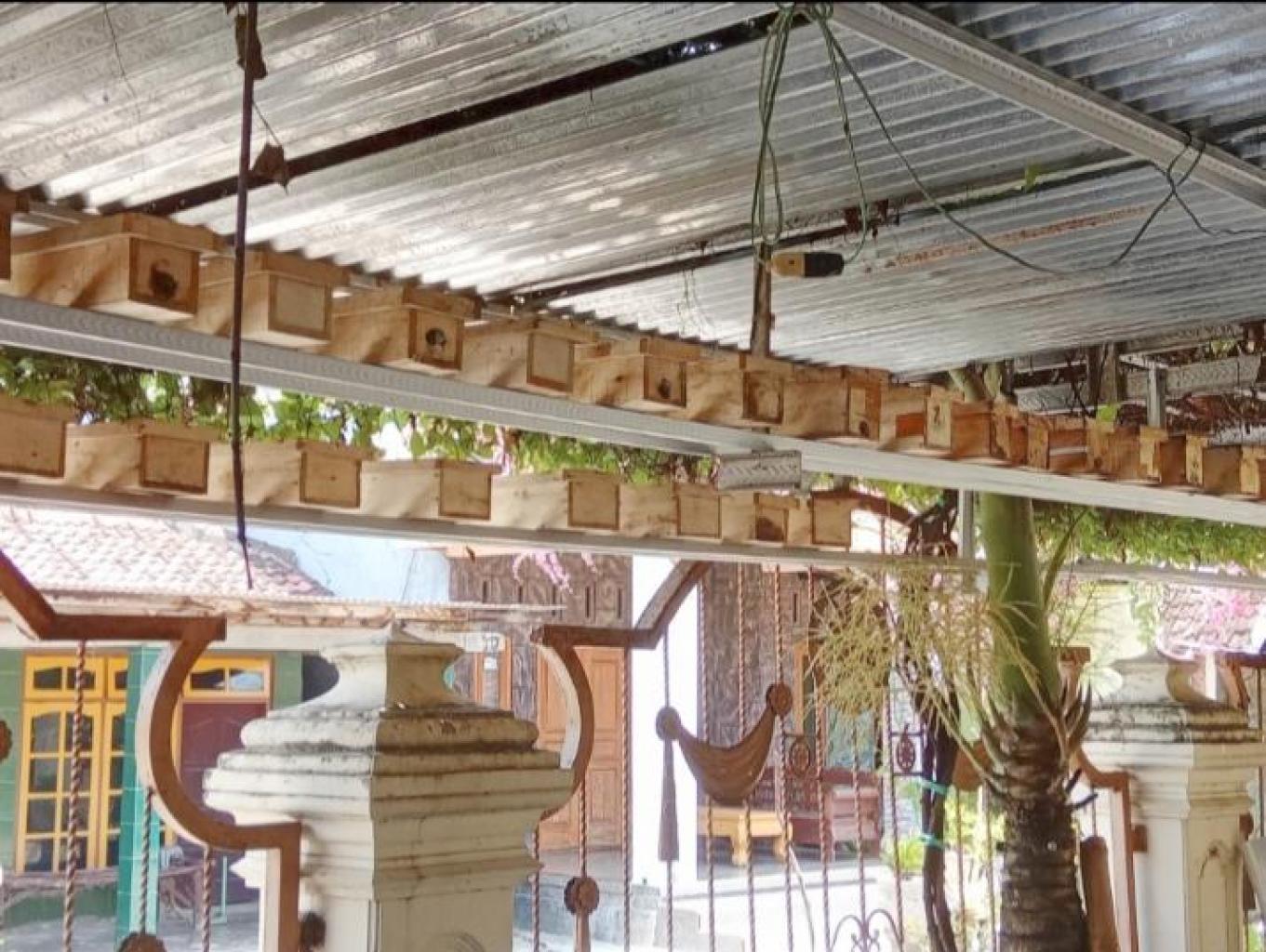 Budidaya lebah klanceng oleh Madu Tiga Satria