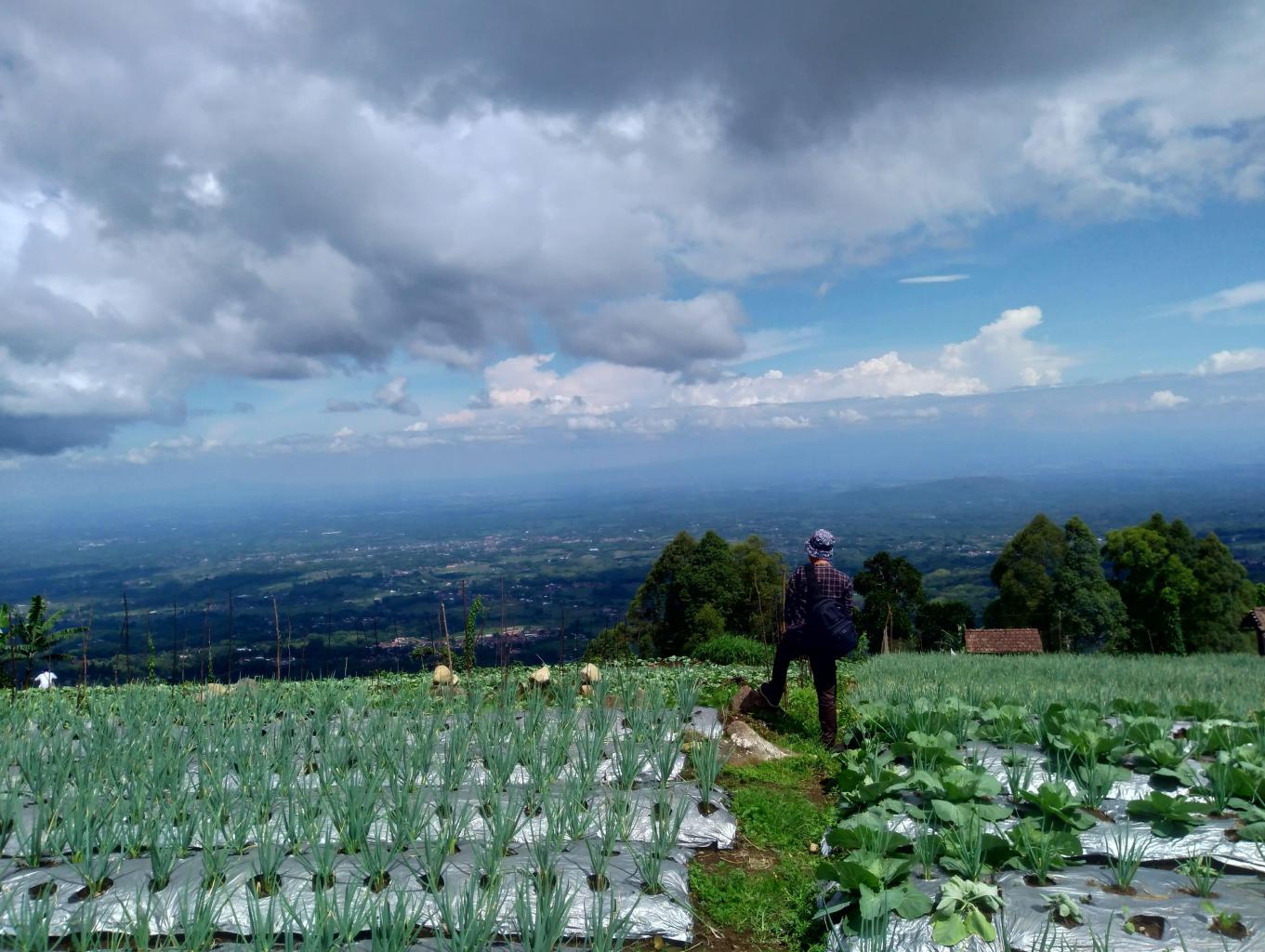 Edukasi Sayur-sayuran khas Desa Pacalan
