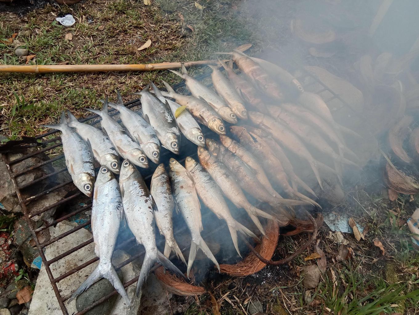 Bale Bolu Tunu