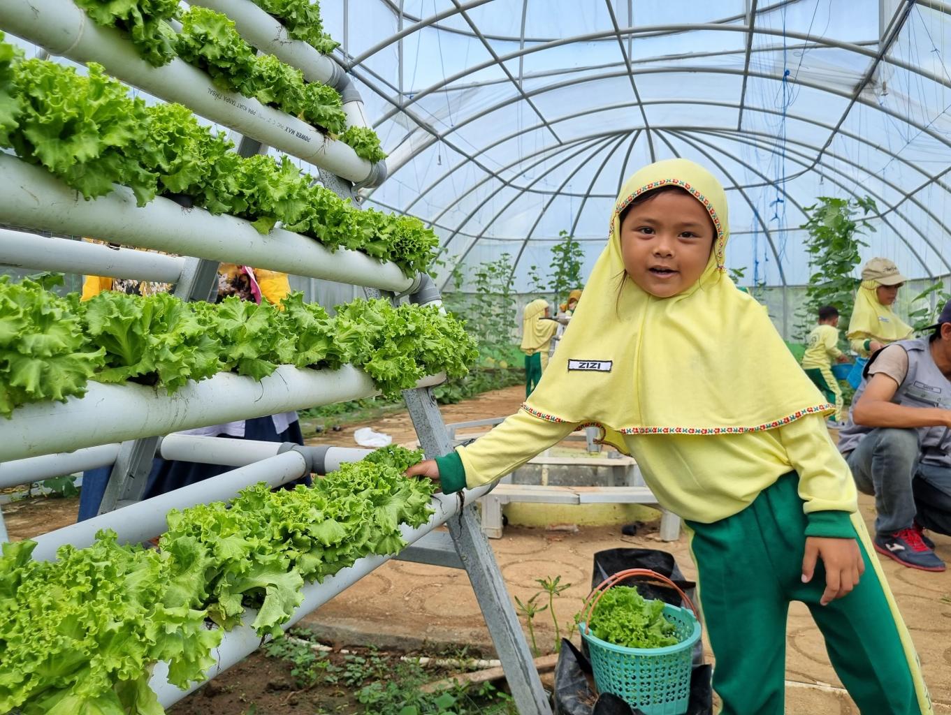 Panen Sayur Hidroponik