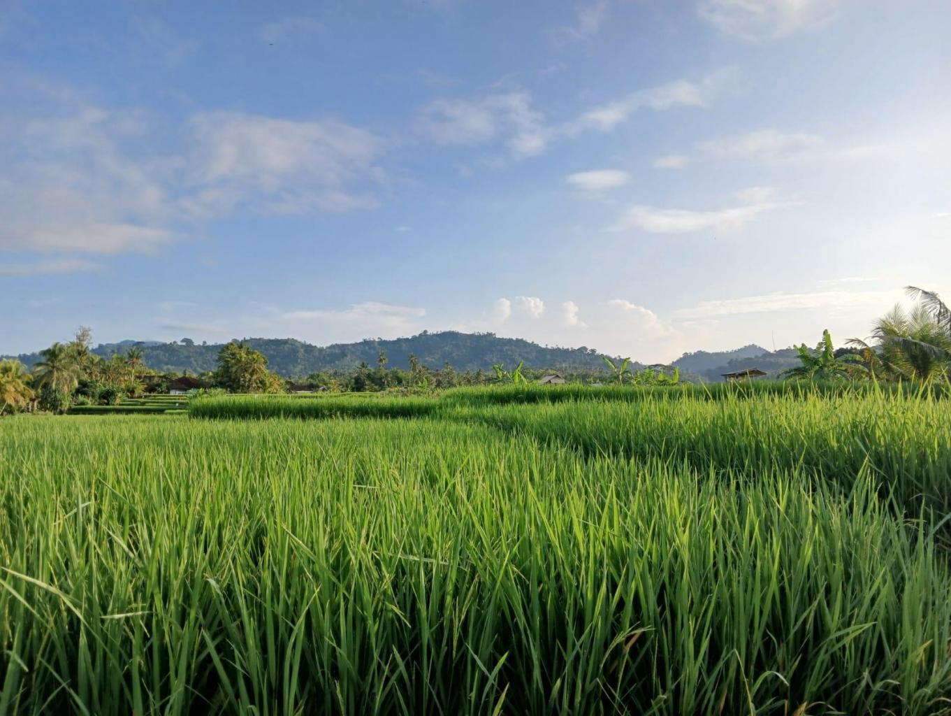 Jogging track desa wisata medewi menyuguhkan pemandangan sangat indah