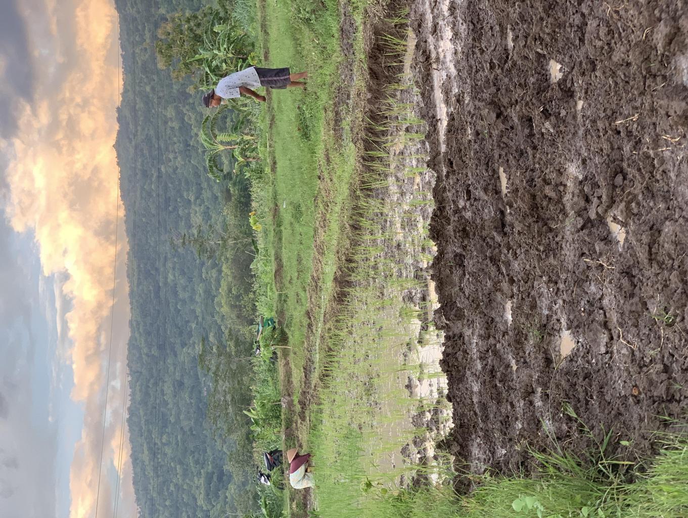 Menanam bibit padi