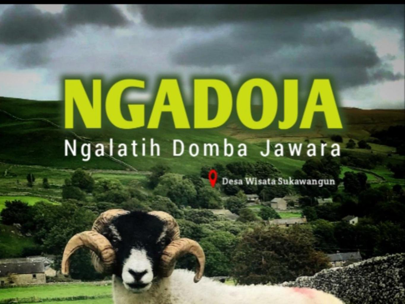 Ngadoja (Ngalatih Domba Jawara)