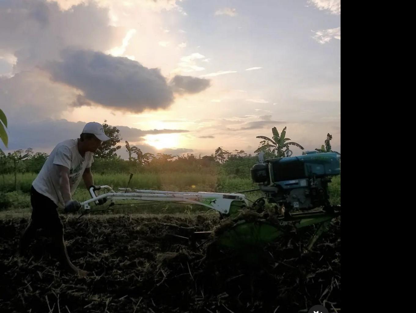 Membajak sawah