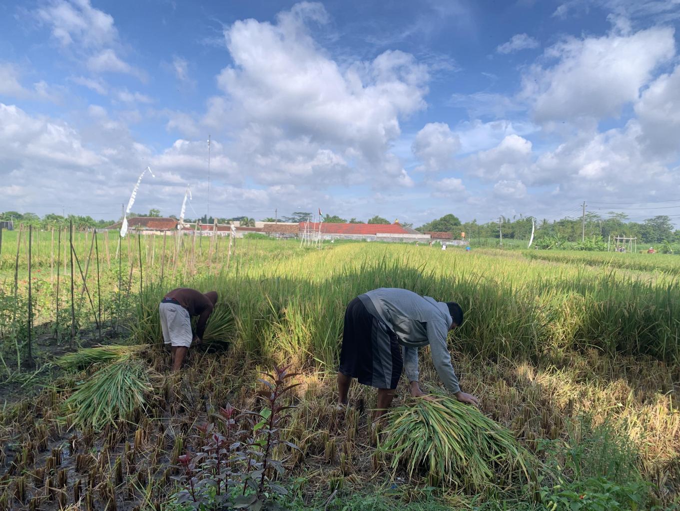 Panen padi di agrowisata 