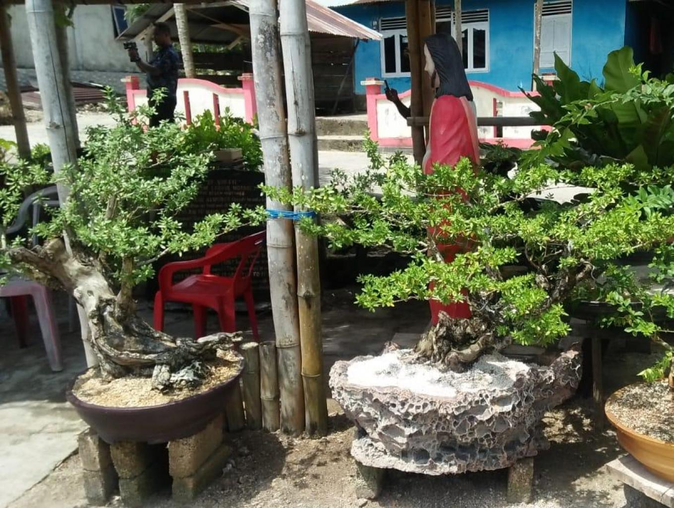 Budidaya Tanaman Hias (Bonsai)