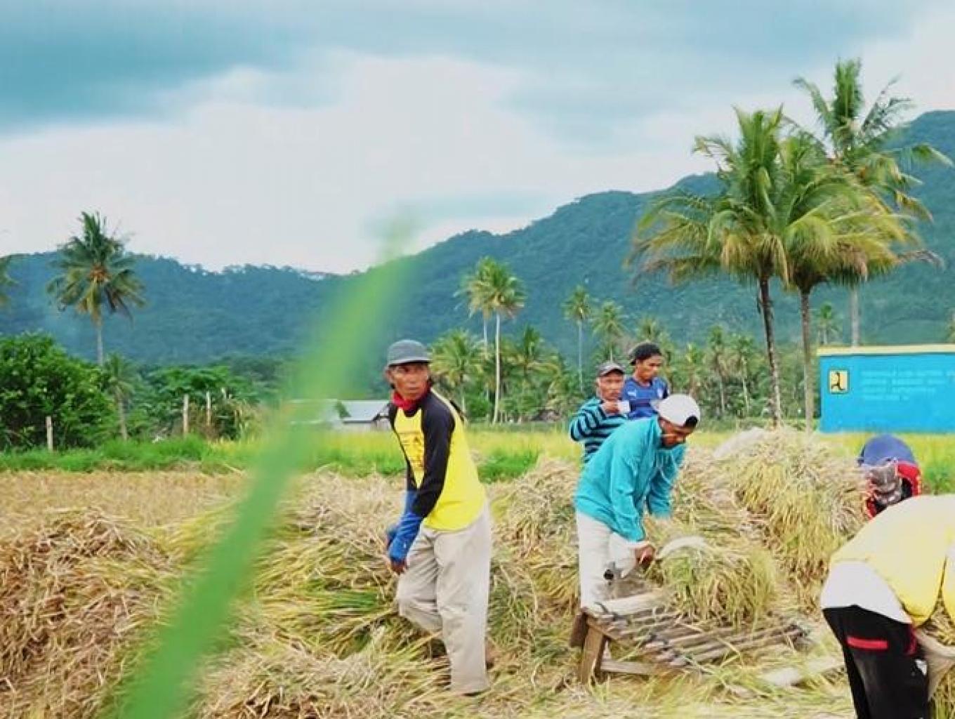 Panen Padi
