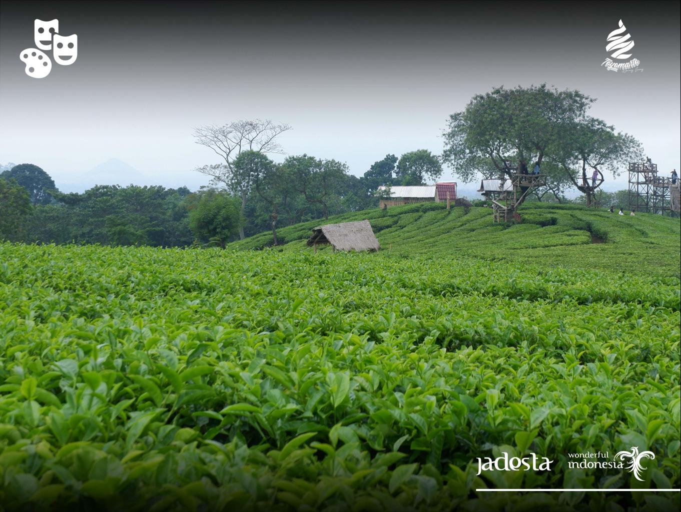 Kebun Teh Wonosari