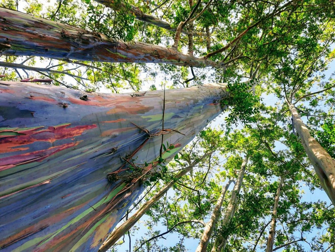 Rainbow Forest Adventure