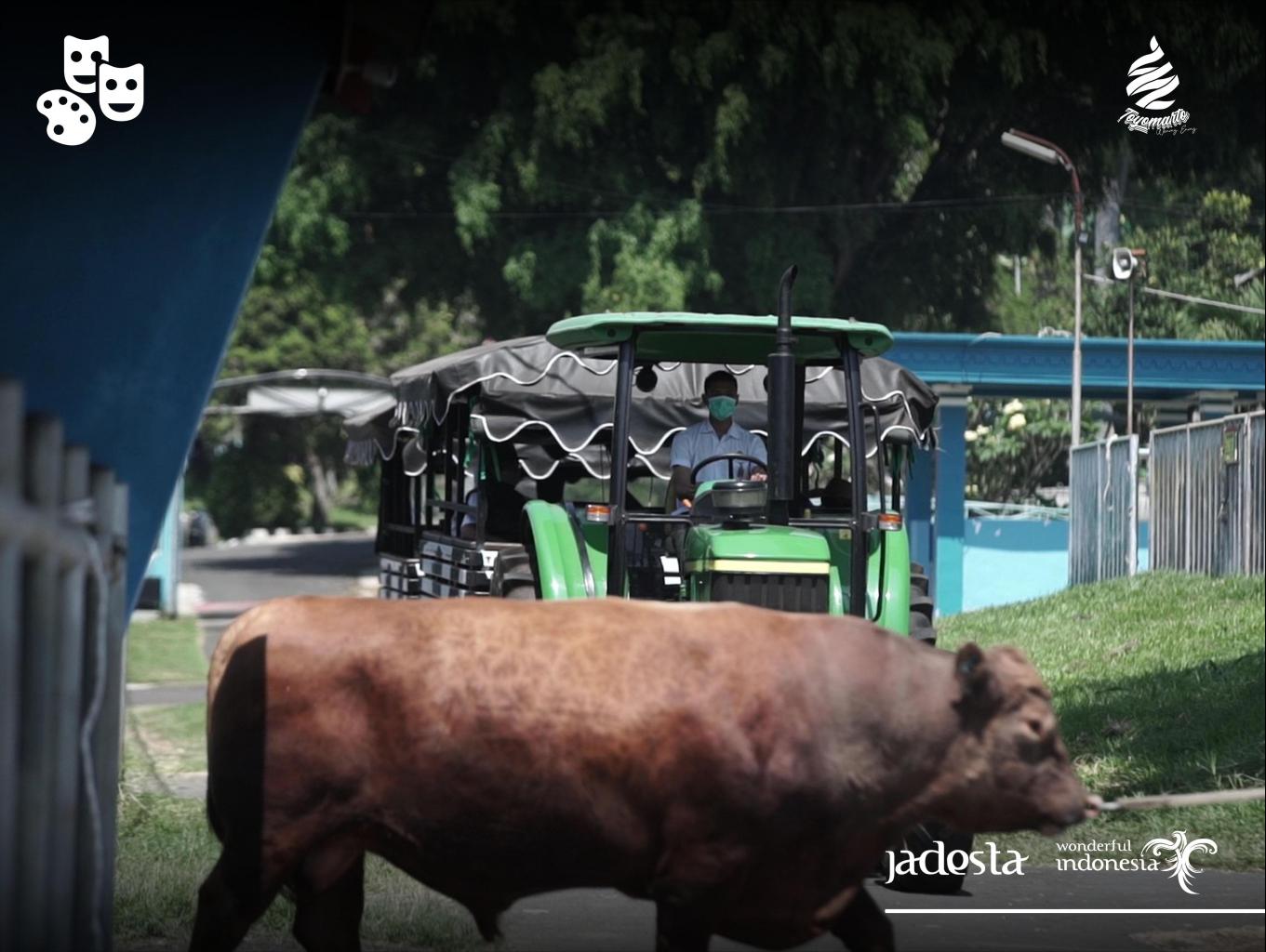Edukasi Inseminasi, Peternakan dan Pemerahan Susu Sapi