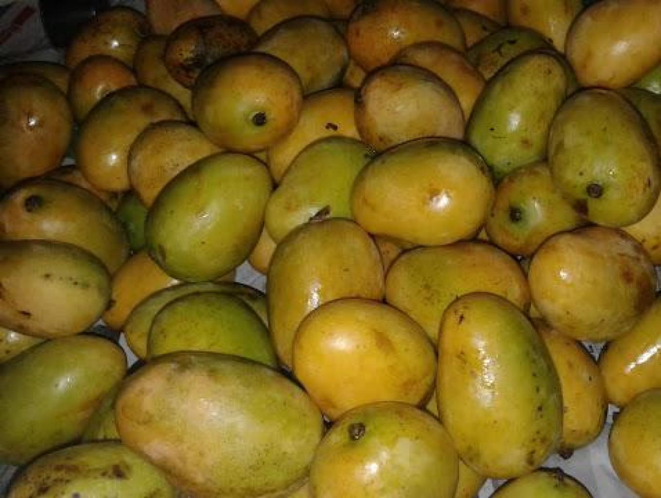 mangga silalahi