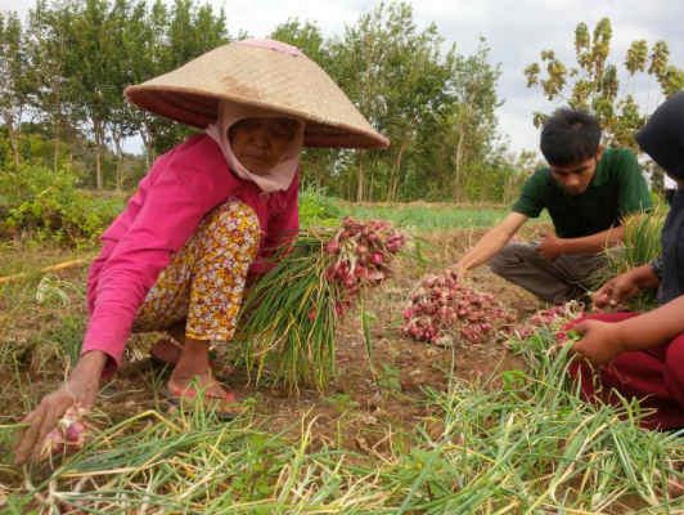 Bertani bawang