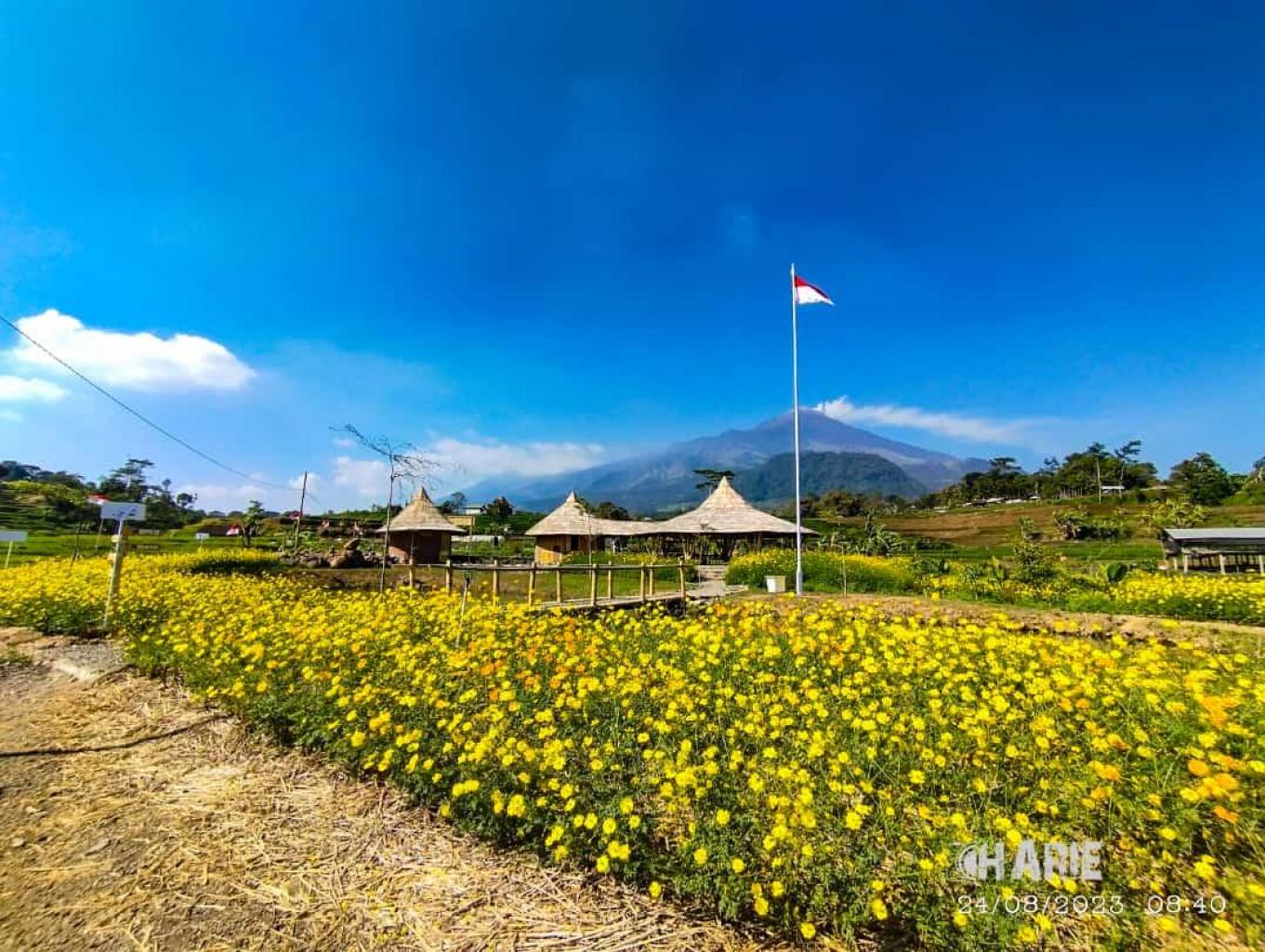 Agrowisata Lembah Kecubung