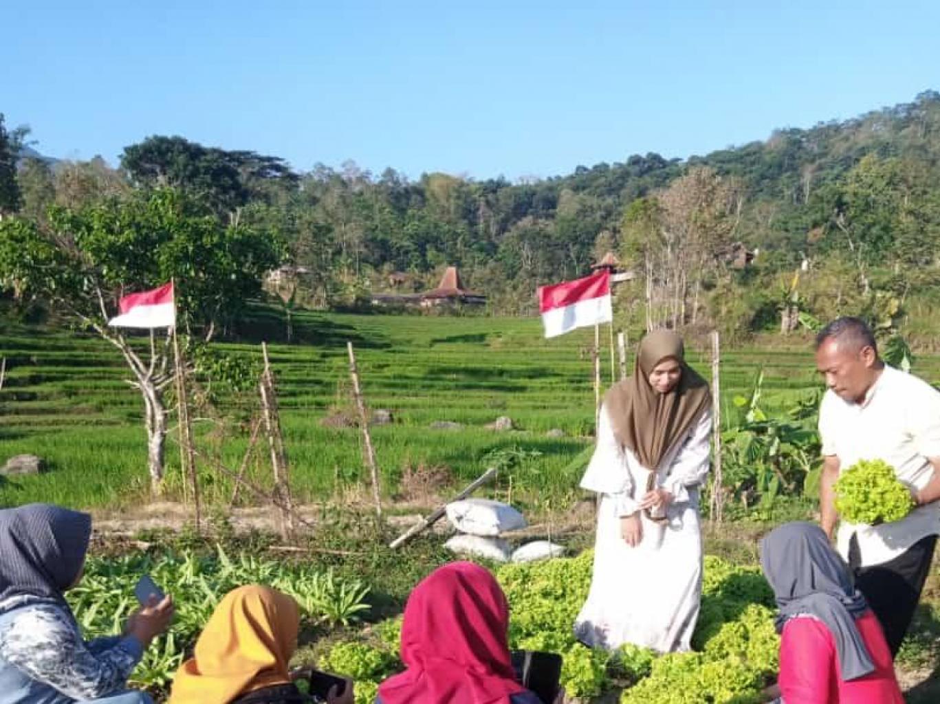 Petik sayur organic 