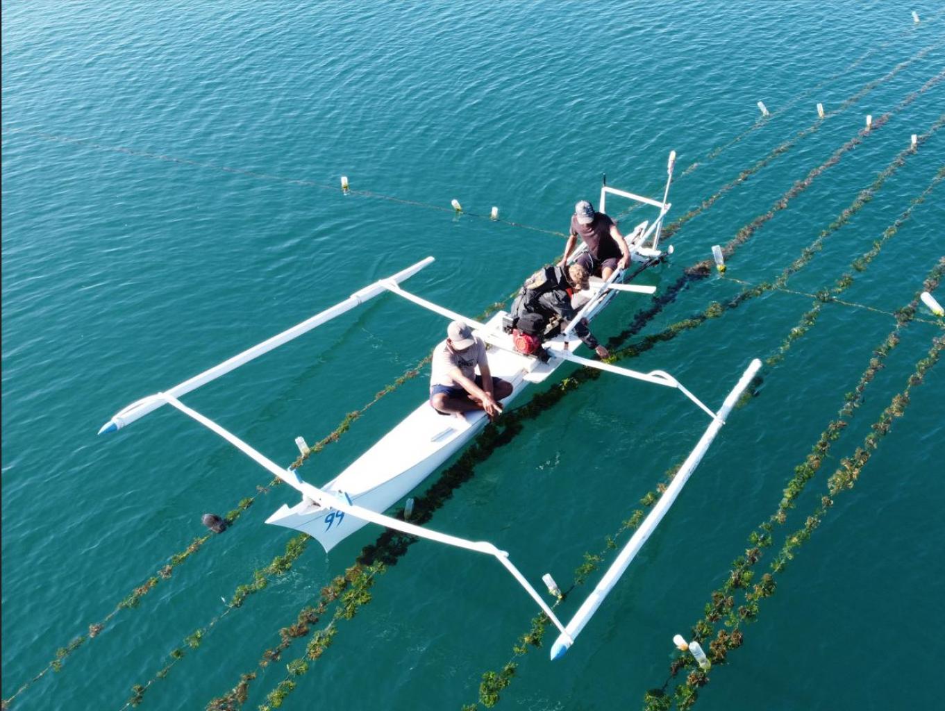 Wisata Rumput Laut