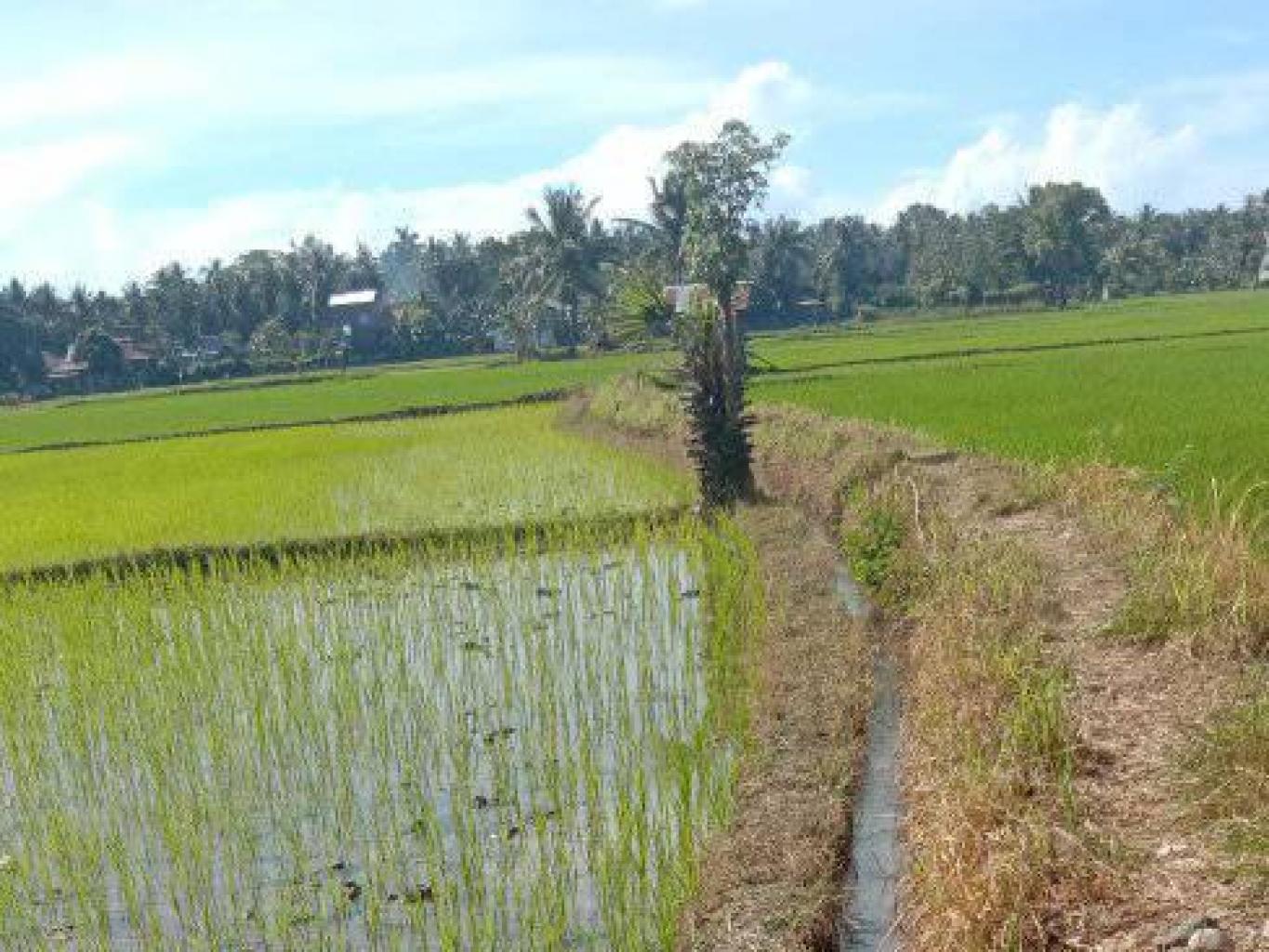 menanam padi