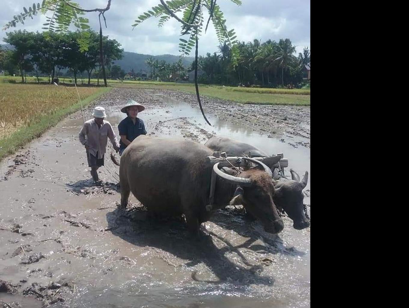 sawah lahan pertanian